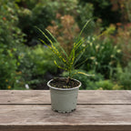 Codiaeum variegatum 'Pictum Spot