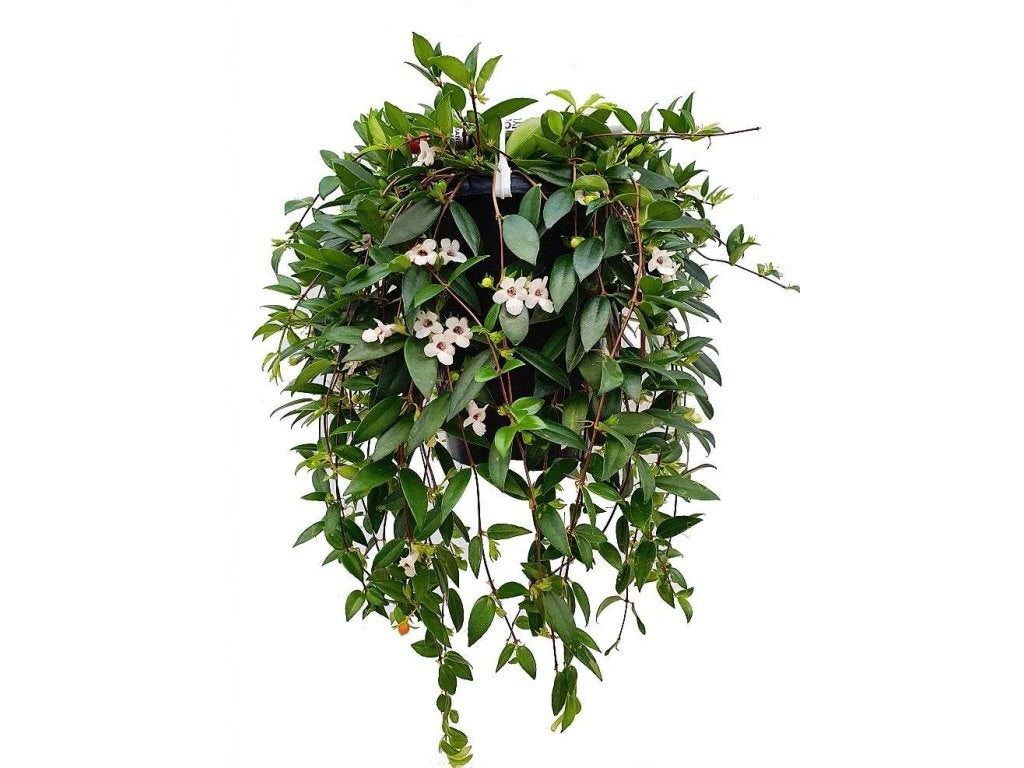 Codonanthe Crassifolia - exemplare XL