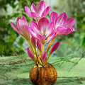 Colchicum 'Giant' (Branduse uriase de toamna)