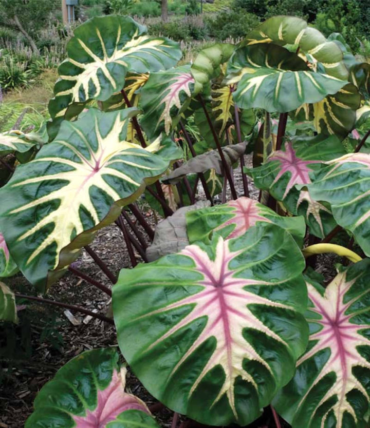 Colocasia esculenta 'Madeira Star' (Comasta)