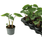 Colocasia esculenta 'Hawaiian Punch'