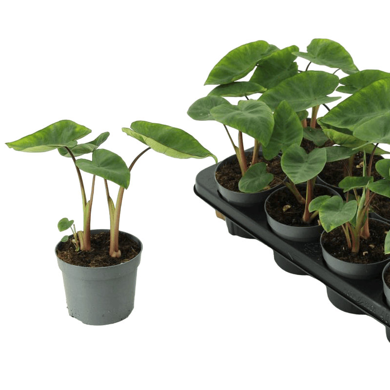 Colocasia esculenta 'Hawaiian Punch'