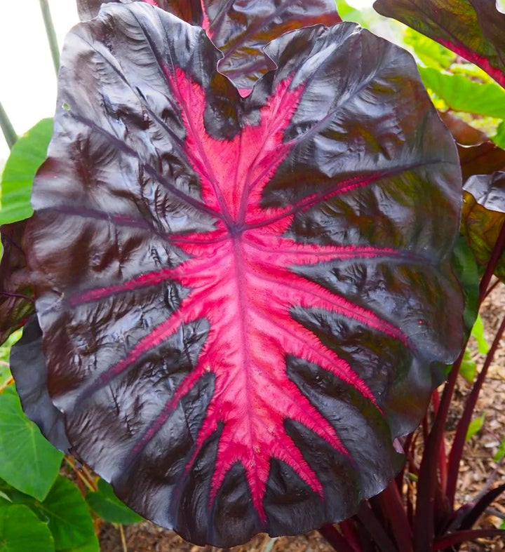 Colocasia esculenta 'Redemption'