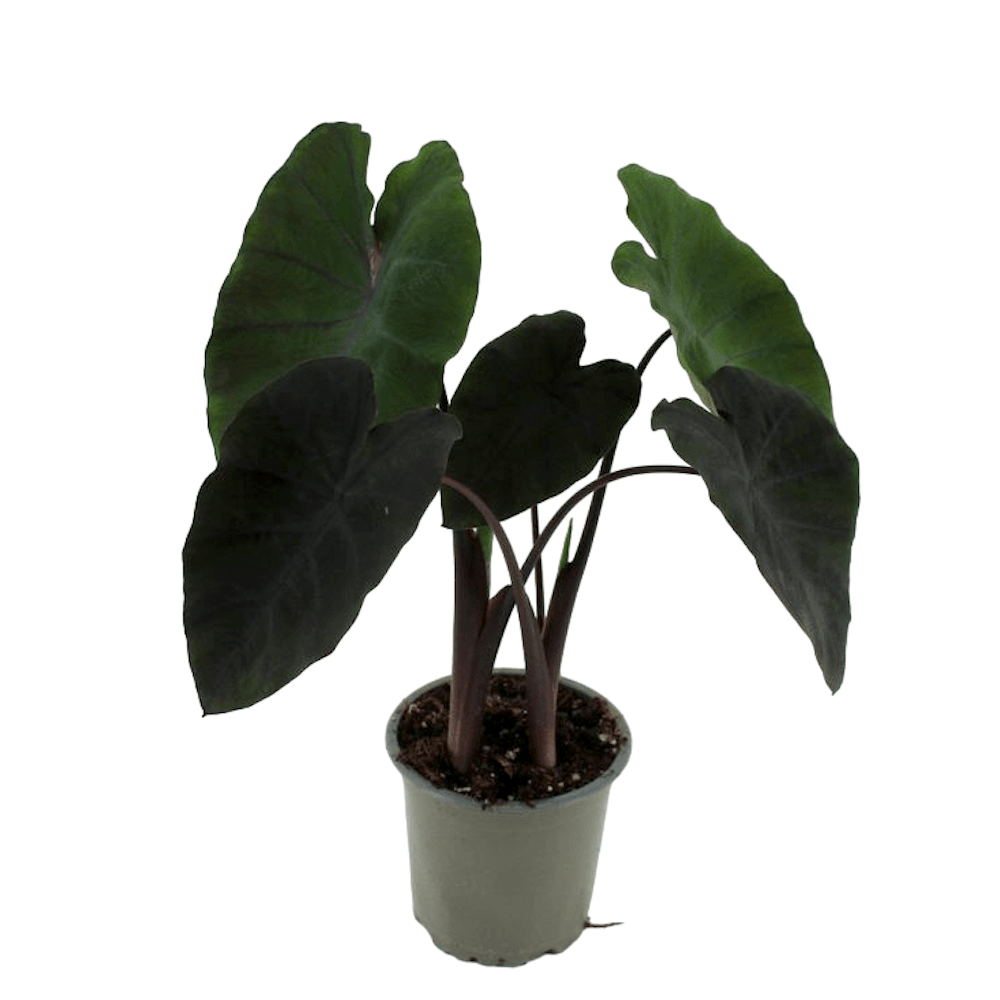 Colocasia esculenta 'Redemption'