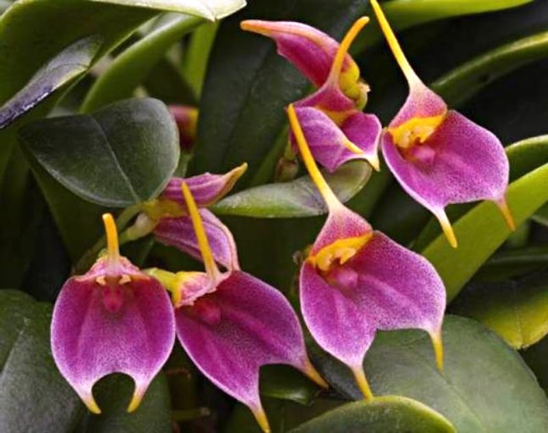 Masdevallia mix (pot 6cm)