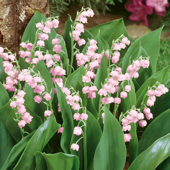 Lacramioare roz - Convallaria majalis var. rosea (Margaritar, Lily of the Valley)