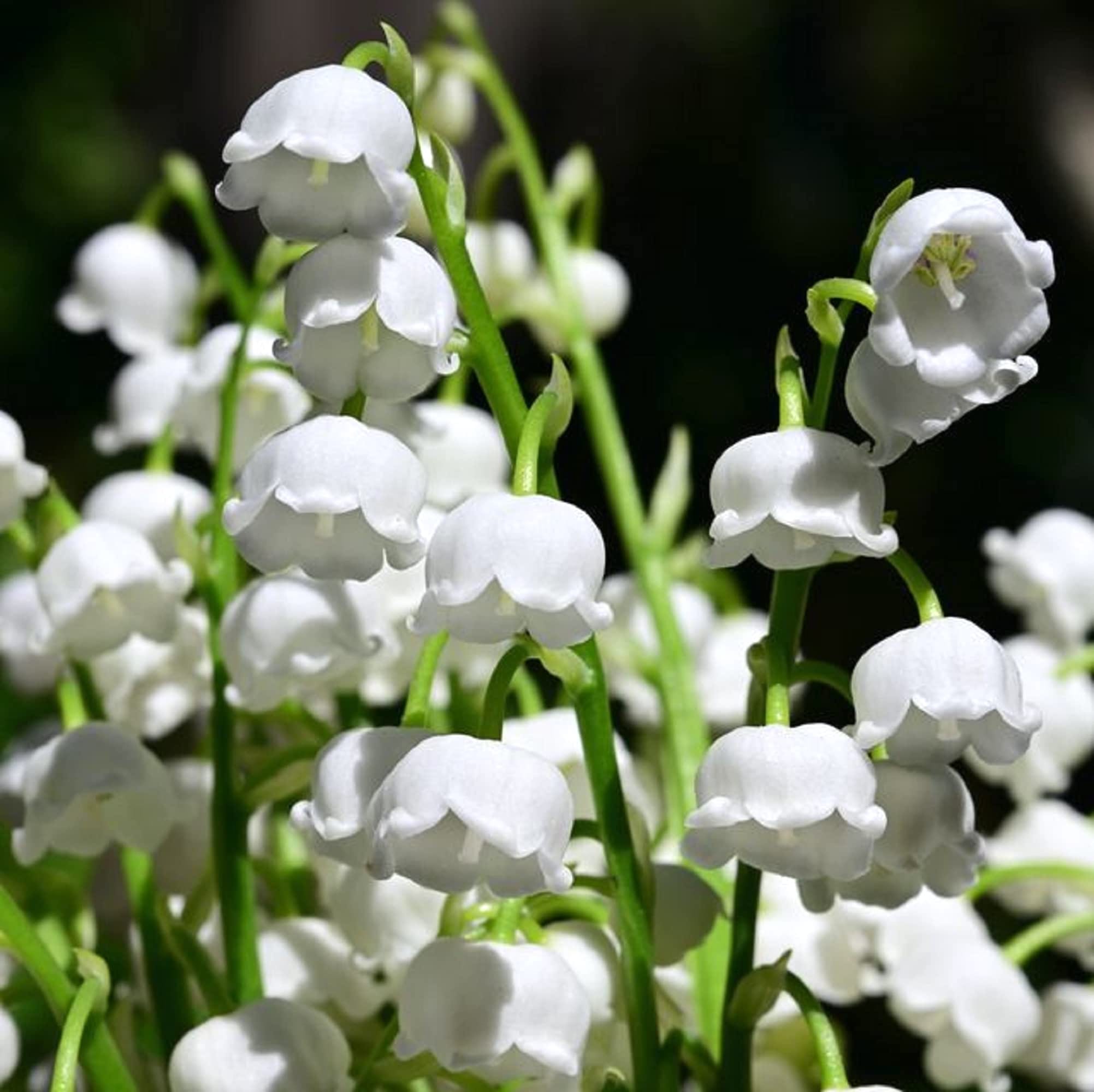 Lacramioare cu flori mari - Convallaria majalis 'Bordeaux' (Margaritar, Lily of the Valley)
