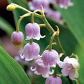Lacramioare roz - Convallaria majalis var. rosea (Margaritar, Lily of the Valley)