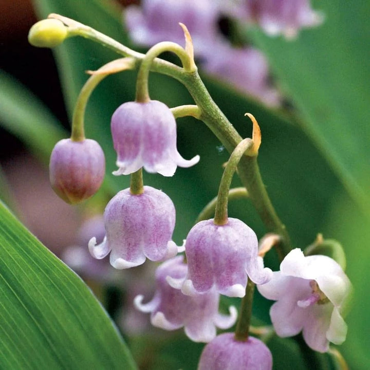 Lacramioare roz - Convallaria majalis var. rosea (Margaritar, Lily of the Valley)