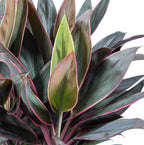 Cordyline ‘Rumba’ – cordilina tropicala cu frunze colorate, simbol al norocului