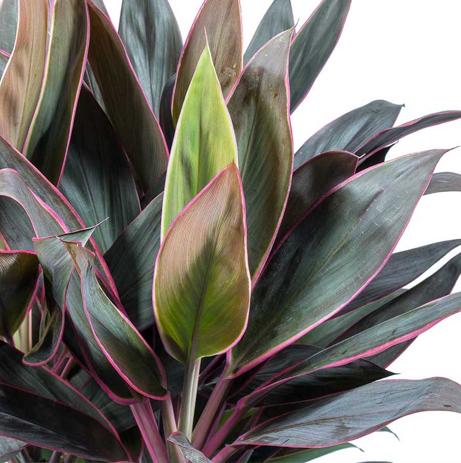 Cordyline ‘Rumba’ – cordilina tropicala cu frunze colorate, simbol al norocului