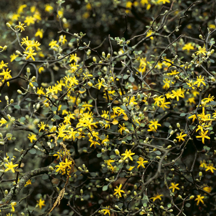 Corokia cotoneaster