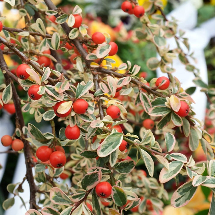 Cotoneaster suecicus 'Juliette' 