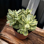 Crassula swaziensis 'Variegata'