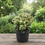 Crassula ovata 'Minor' (Geldbaum)