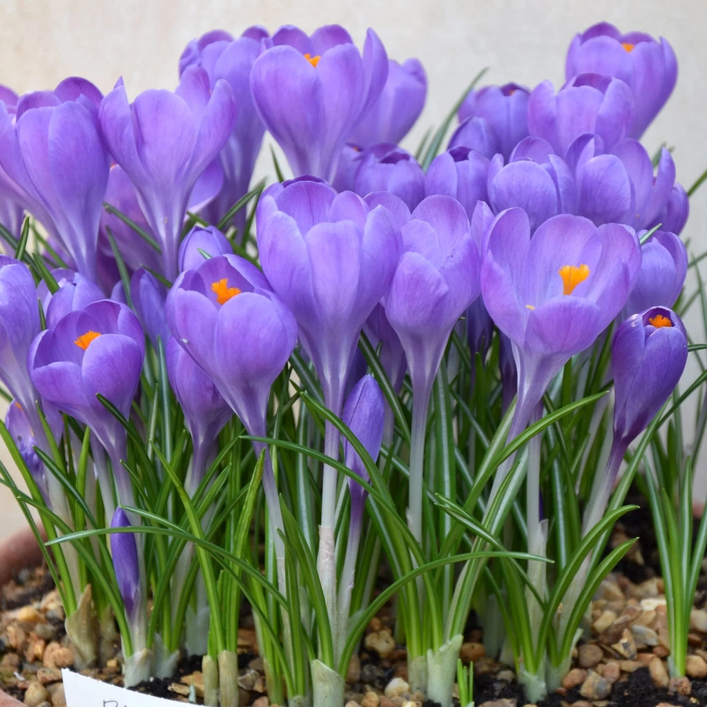 Crocus vernus 'Aqua'