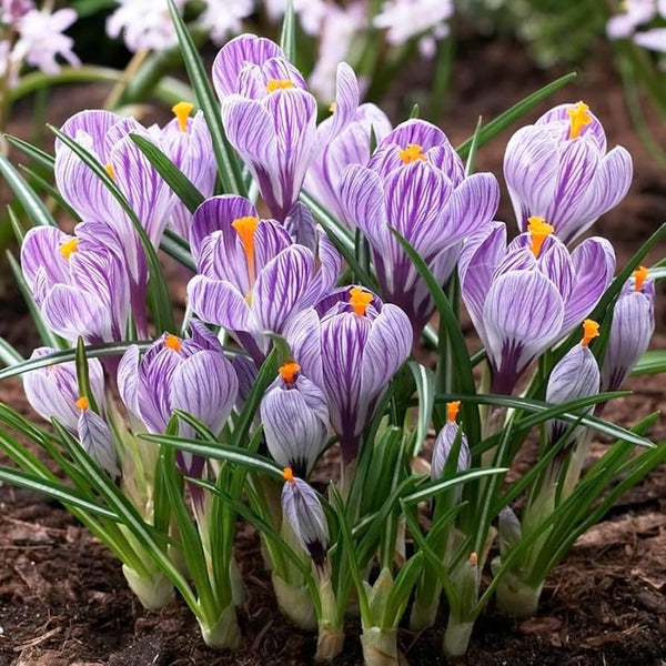 Crocus 'Pickwick'