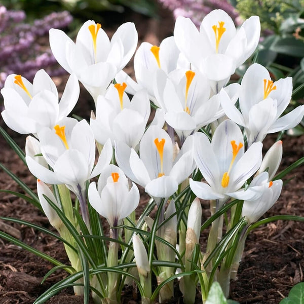 Crocus vernus 'Jeanne d'Arc'