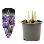 Crocus 'Pickwick'