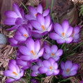 Crocus vernus 'Ruby Giant'