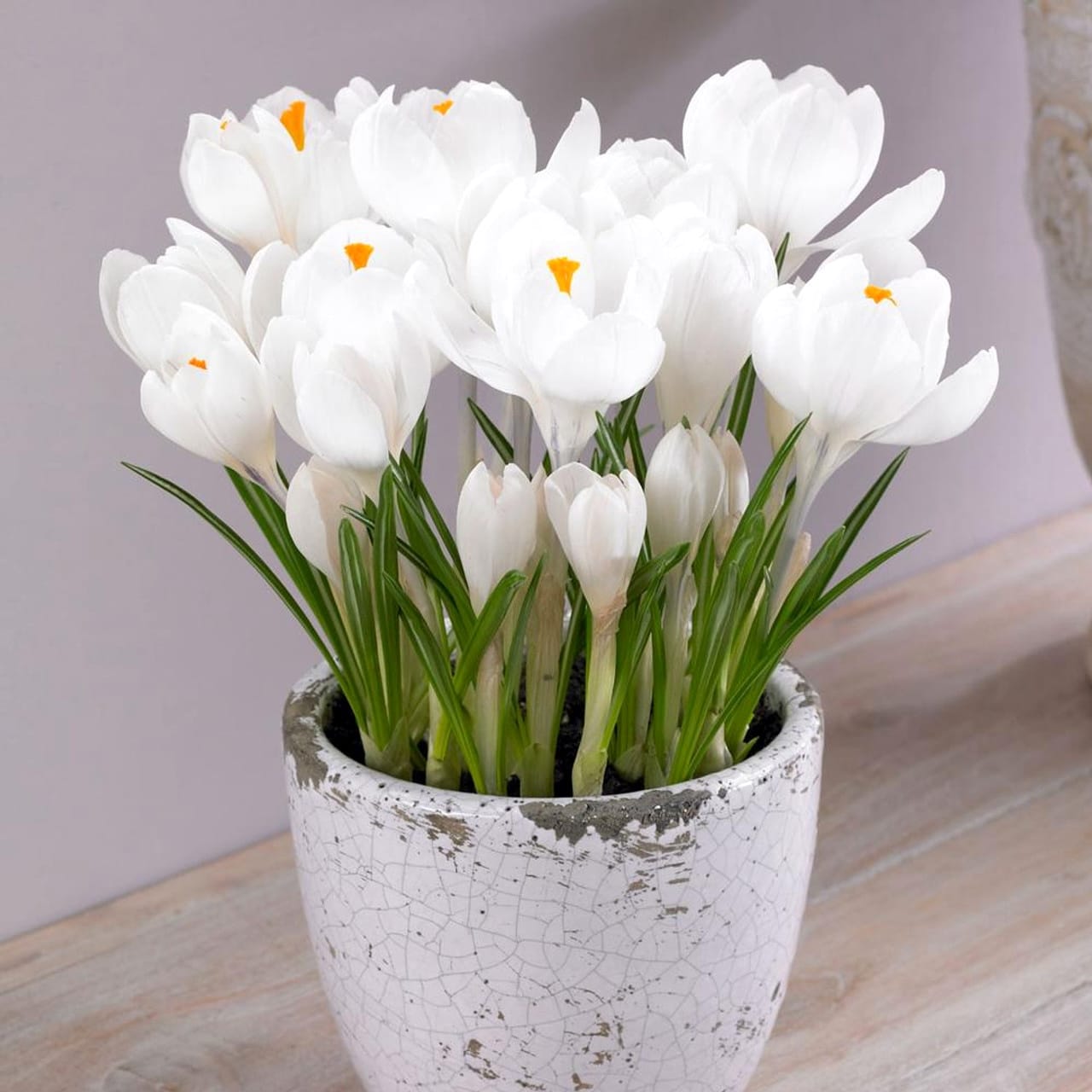 Crocus vernus 'Jeanne d'Arc' in ghiveci (branduse cu floarea mare)