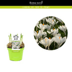 Crocus vernus 'Jeanne d'Arc'