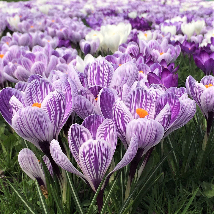 Crocus vernus 'King of the Striped'