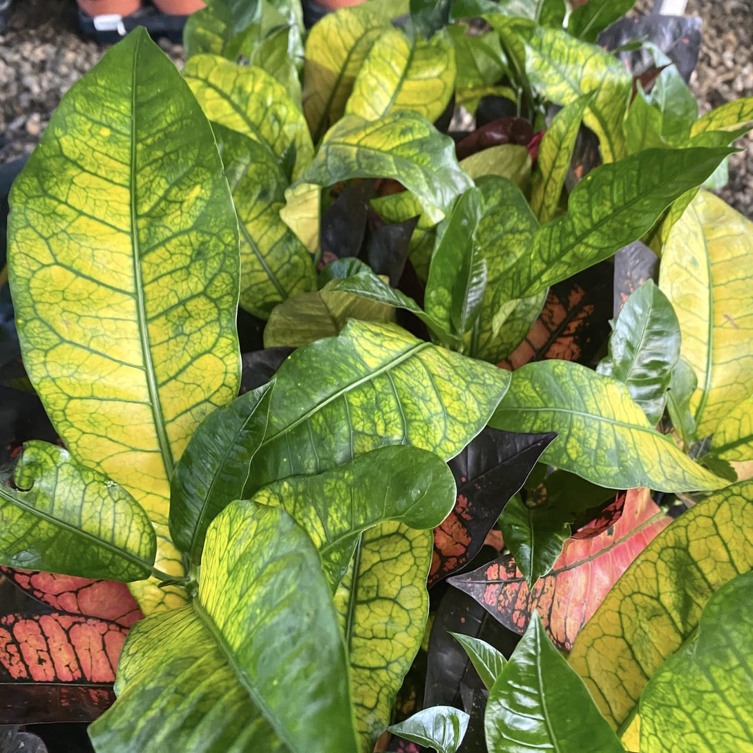 Croton Codiaeum variegatum 'Mrs Iceton' – Floraria Secret Garden (SG)