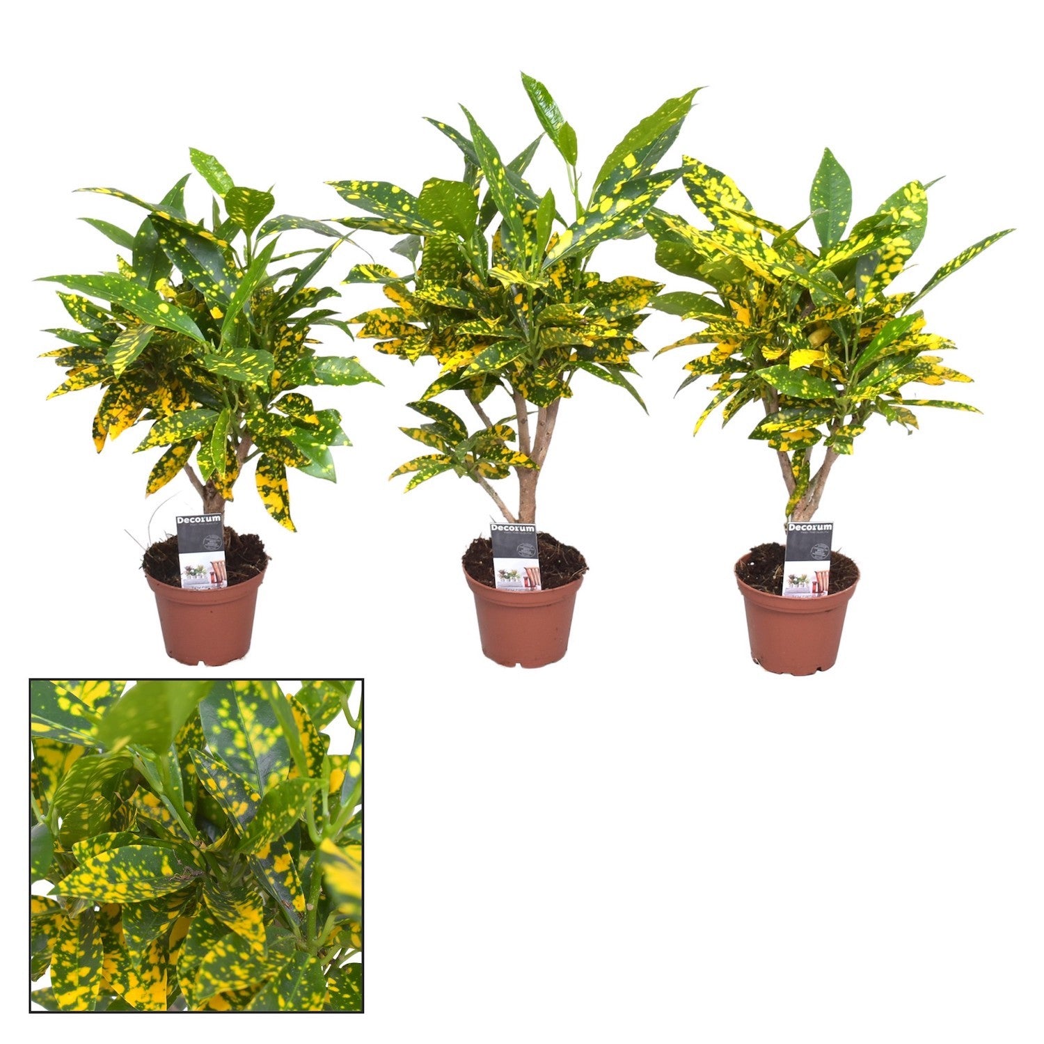 Codiaeum Variegatum Gold Dust (babyplant)