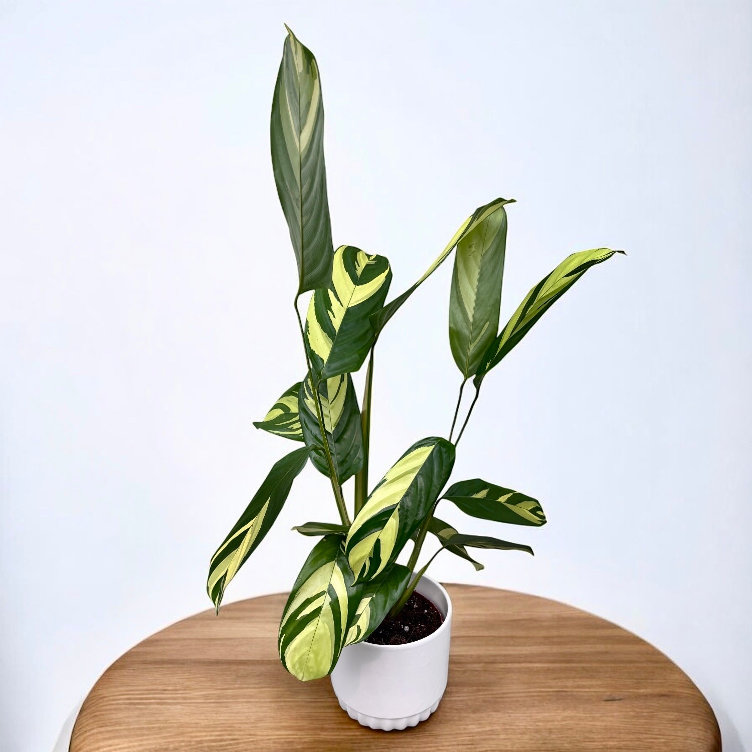 Ctenanthe lubbersiana ‘Golden Mosaic’