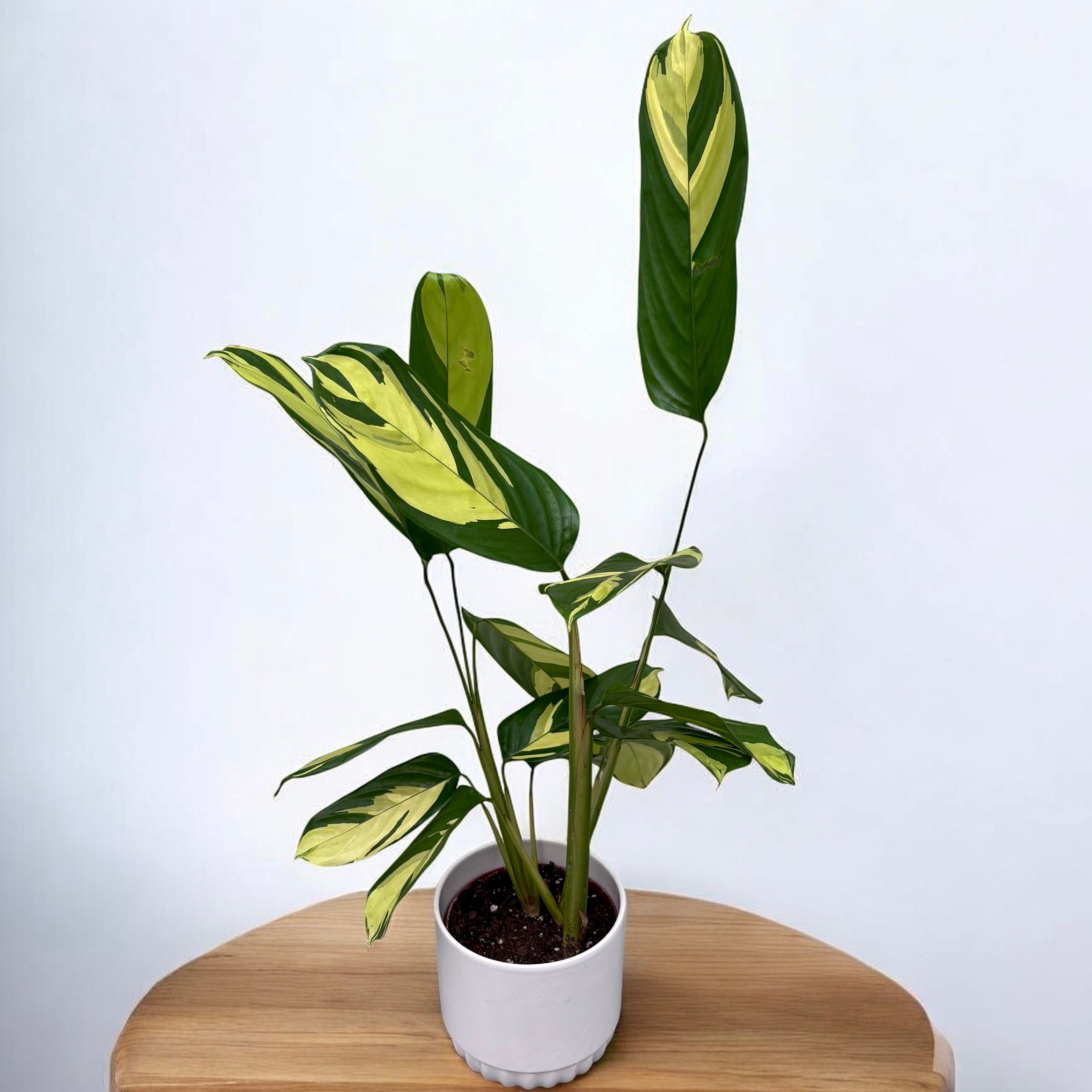 Ctenanthe lubbersiana ‘Golden Mosaic’