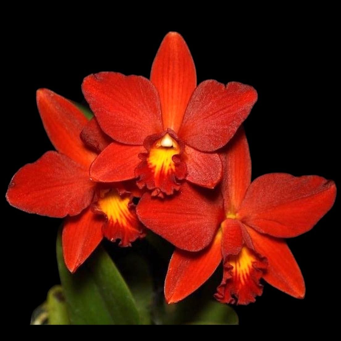 Ctt. Little Hazel (Ctt. Hazel Boyd × C. Psyche)