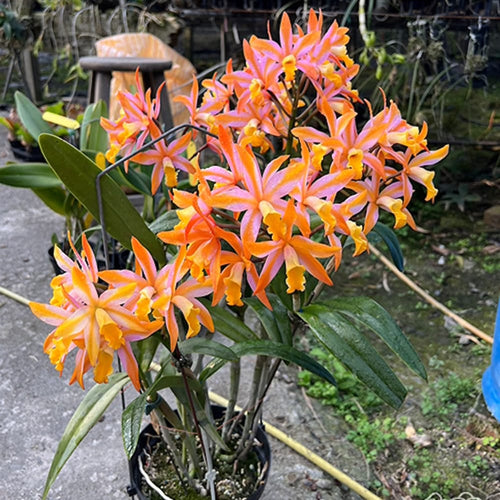 Ctt. Magic Bell 'New Trick'