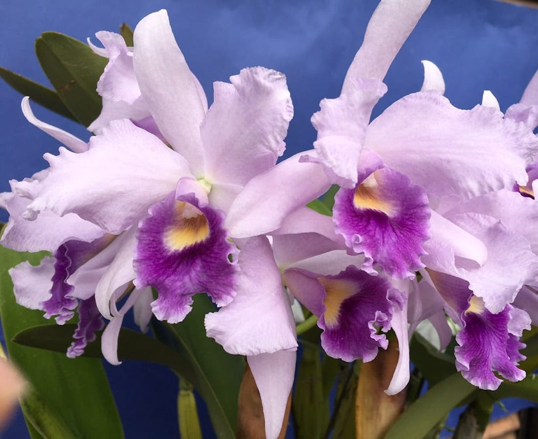 Ctt. Poor Paul 'Blue Heaven' PC/JOS – Floraria Secret Garden (SG)