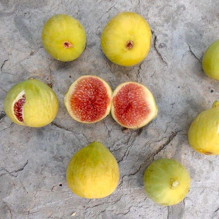 Smochin - Ficus carica 'Cuello de Dama Blanca'