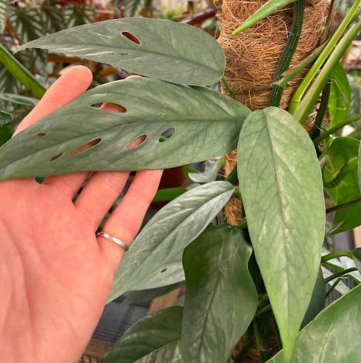 Epipremnum pinnatum ‘Cebu Blue' (silver-blue leaves) D8 2pp