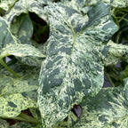 Syngonium podophyllum Mramorovaný 'Mojito' 2pp mladá rostlinka