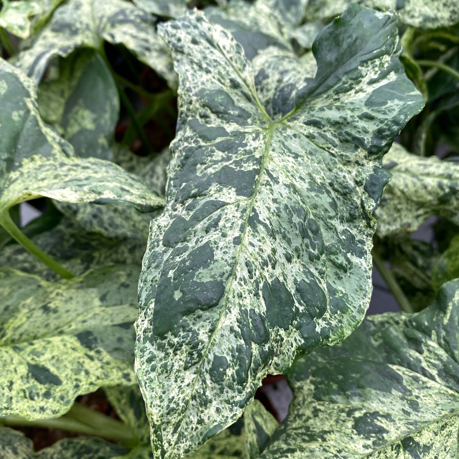 Syngonium podophyllum Mramorovaný 'Mojito' 2pp mladá rostlinka