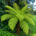 Cyathea cooperi (Australian Tree Fern) - Feriga arborescenta exotica