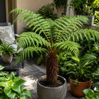 Cyathea tomentosissima - feriga arborescenta compacta, cu frunzis fin si elegant