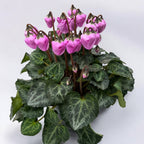 Cyclamen persicum 'Windbell'
