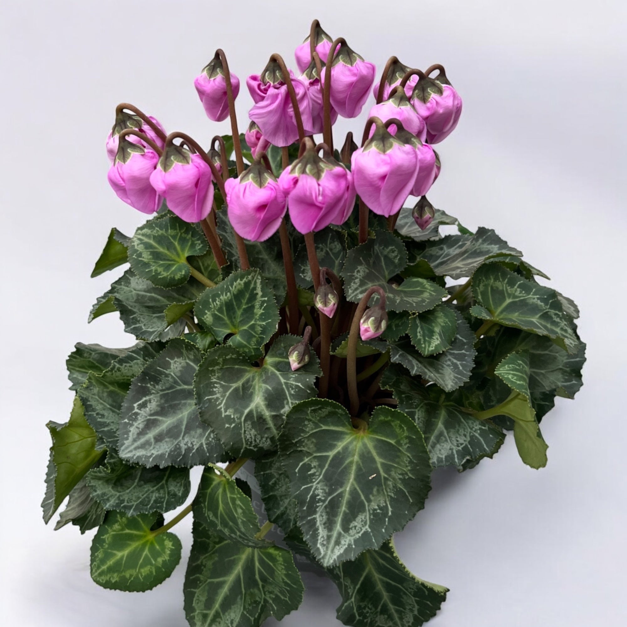 Cyclamen persicum 'Windbell'
