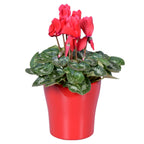 Cyclamen in red ceramic pot