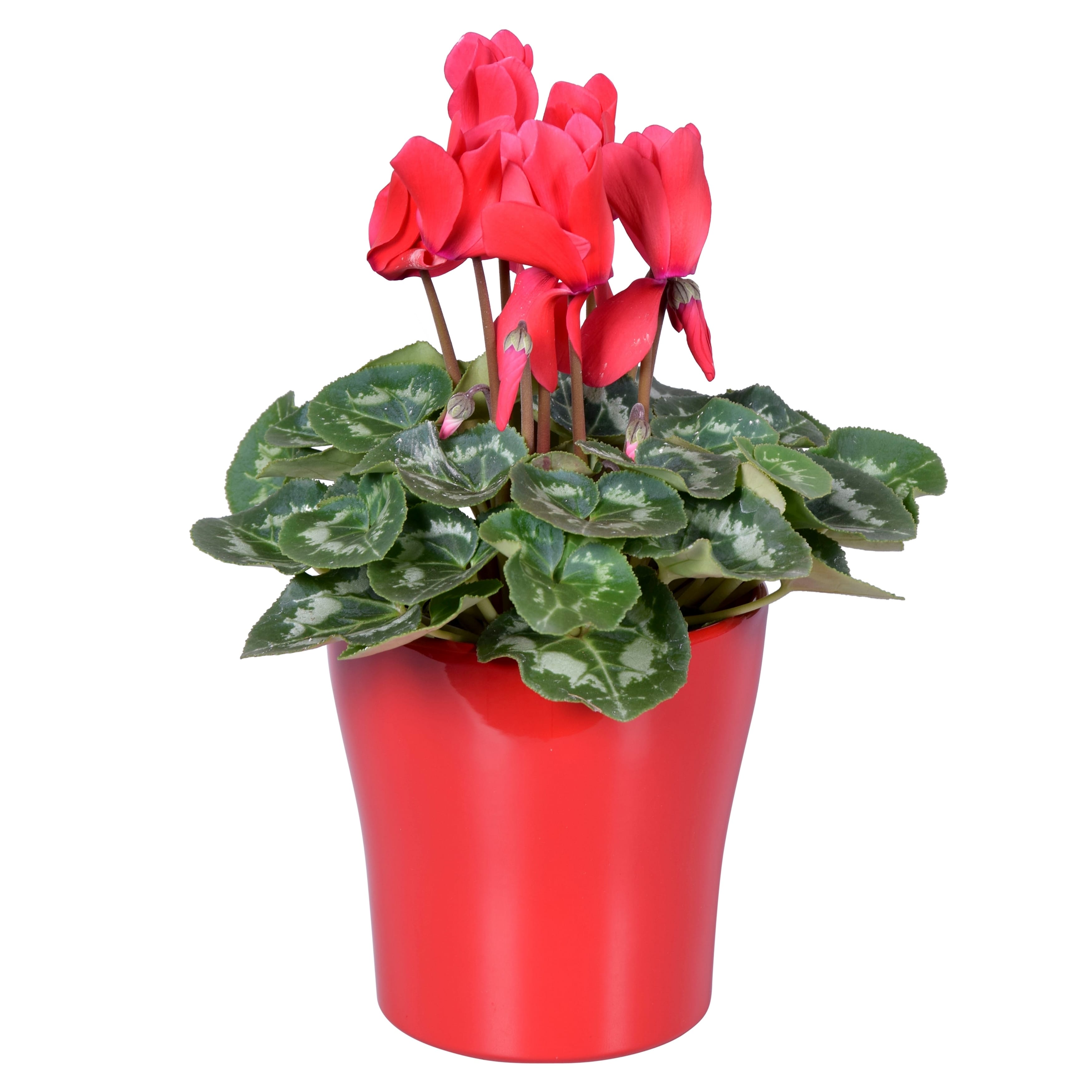 Cyclamen in vas ceramic rosu