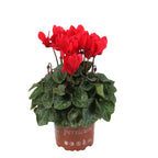 Цикламен червен - Компактен червен (комплект 8)