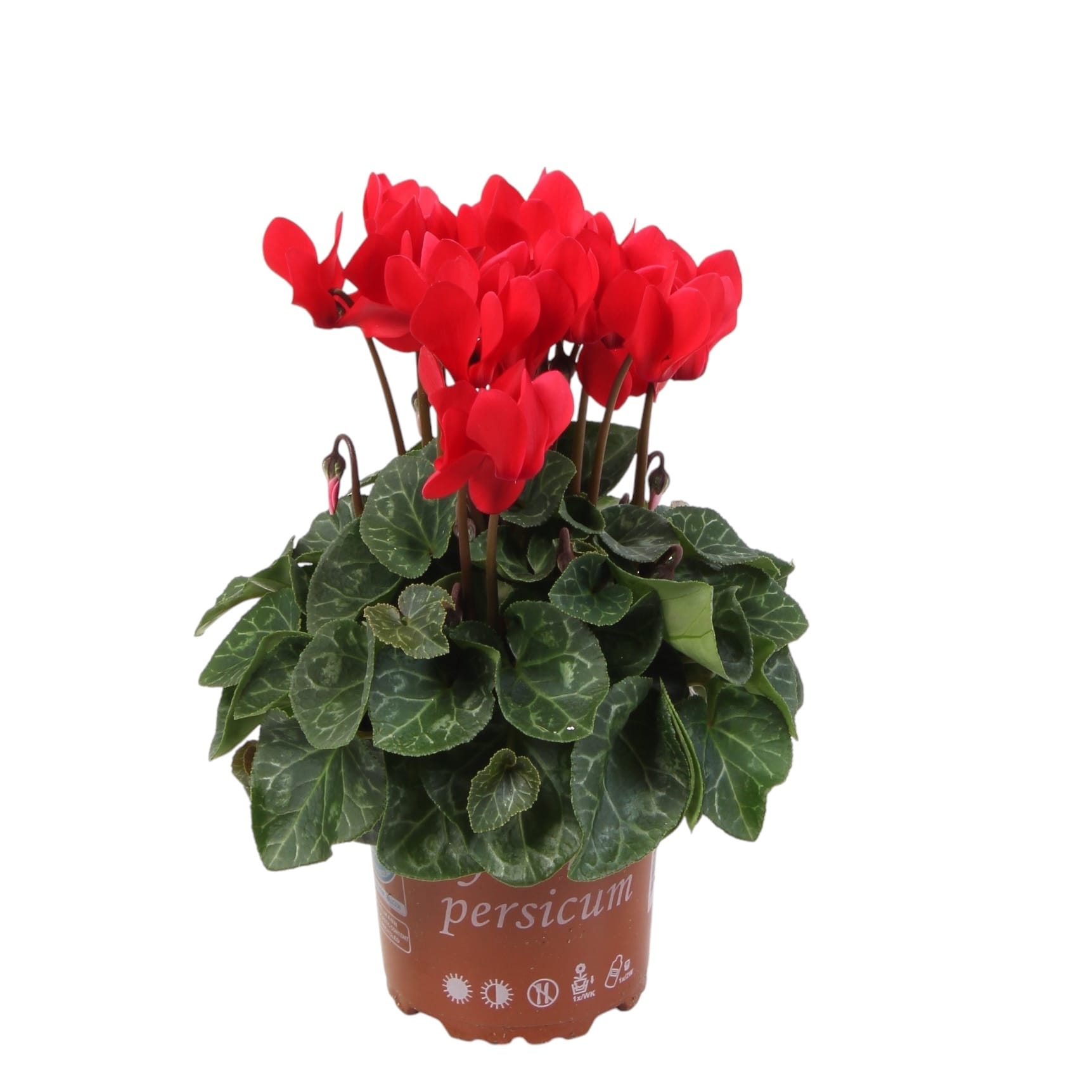 Cyclamen rosu - Compact red (set 8)