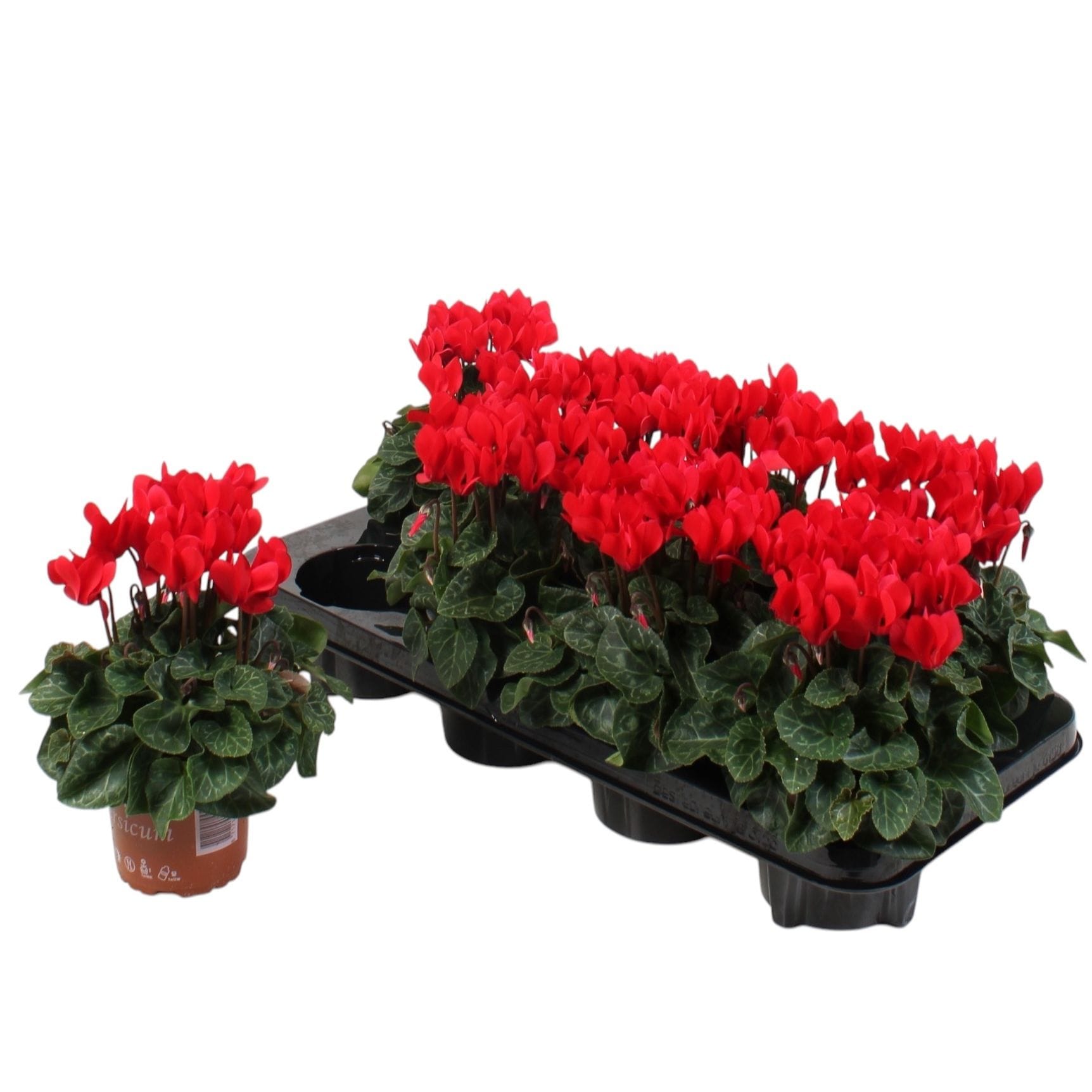 Cyclamen rosu - Compact red (set 8)