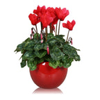 Cyclamen in vas ceramic rosu