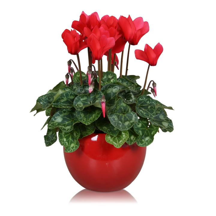 Cyclamen in vas ceramic rosu