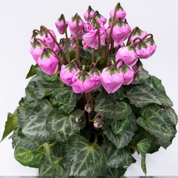 Cyclamen persicum 'Windbell'